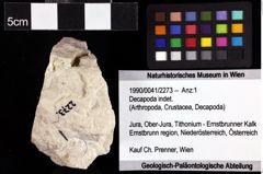 Foto (Objket + Etiketten) von Decapoda indet. 